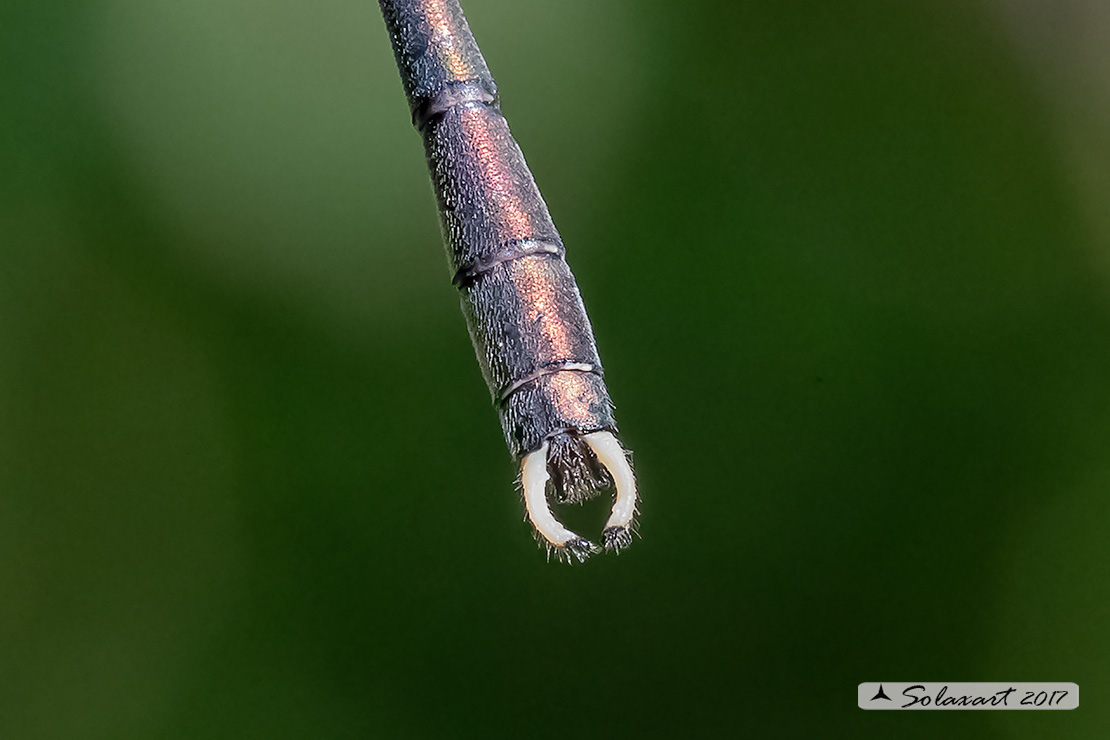 Chalcolestes parvidens - cerci