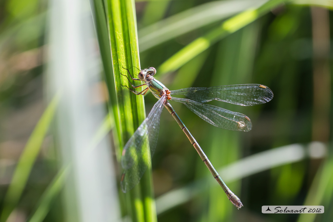 Chalcolestes viridis 