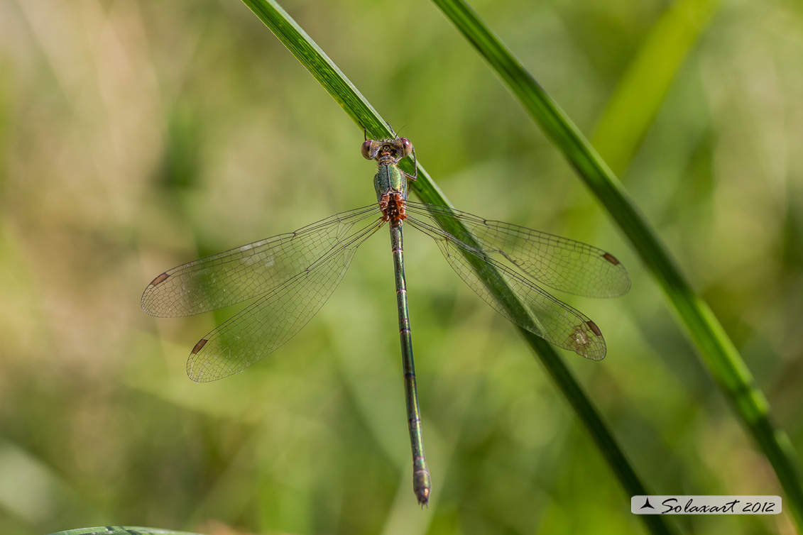 Chalcolestes viridis 