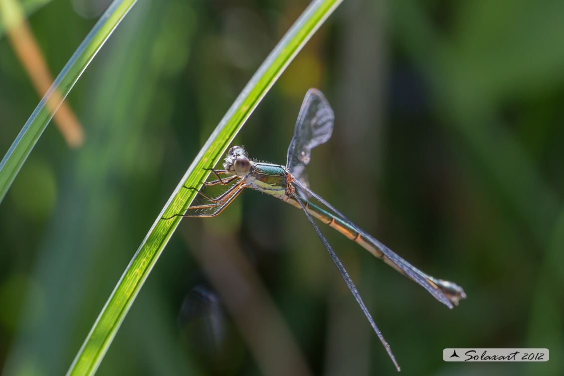 Chalcolestes viridis