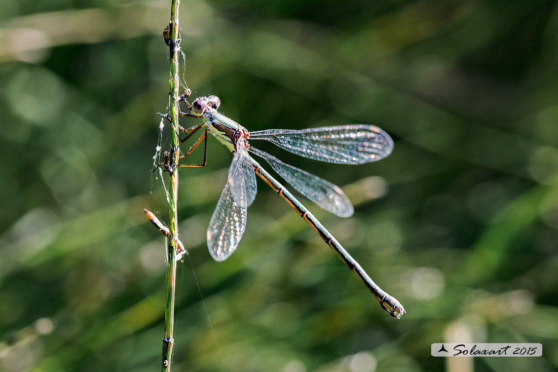 Chalcolestes viridis  (femmina); Chalcolestes viridis  (female)