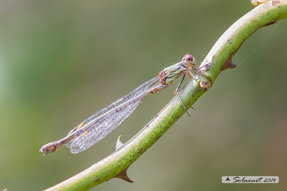 Chalcolestes viridis  (femmina) - Chalcolestes viridis  (female)