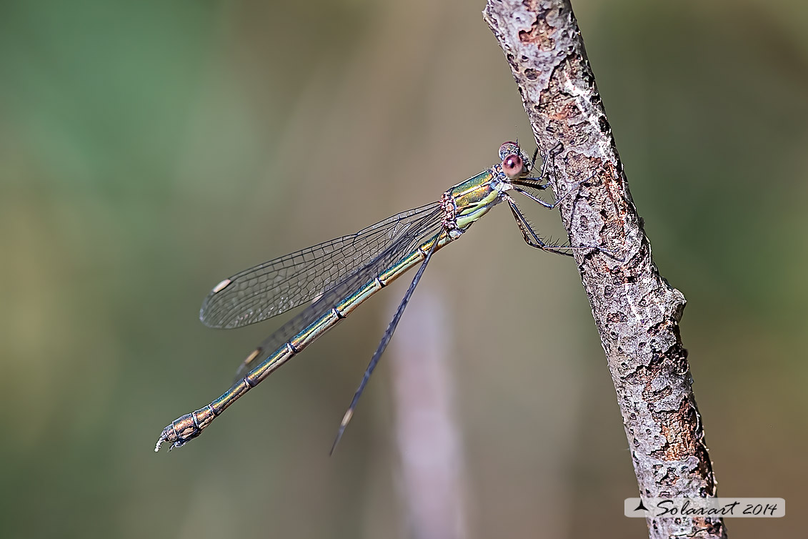 Chalcolestes viridis  (femmina) - Chalcolestes viridis  (female)