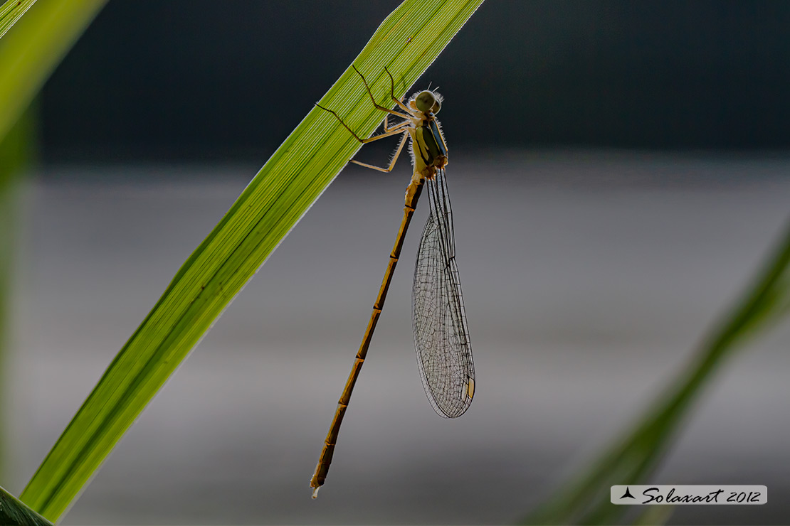 Lestes viridis; Chalcolestes viridis