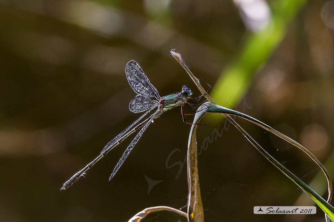 Sottordine : Zygoptera, famiglia: Lestidae, specie: Lestes viridis