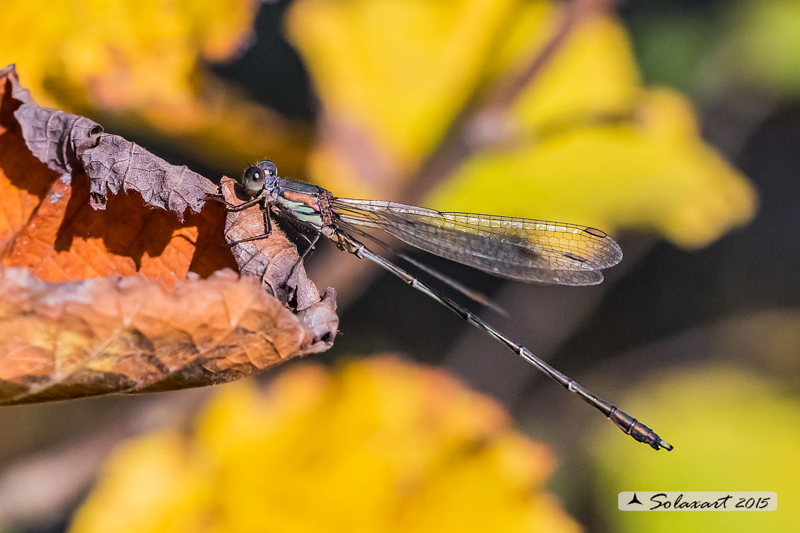 Chalcolestes viridis  (maschio); Chalcolestes viridis  (male)