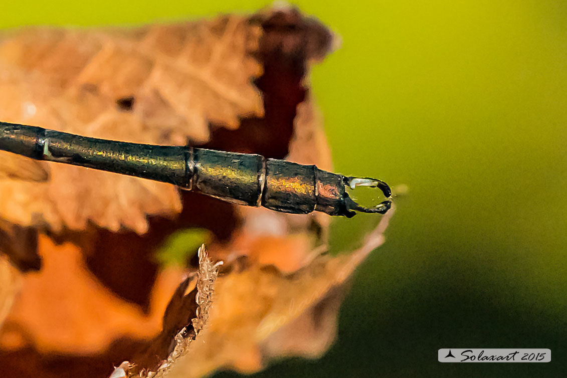 Chalcolestes viridis  (maschio); Chalcolestes viridis  (male)