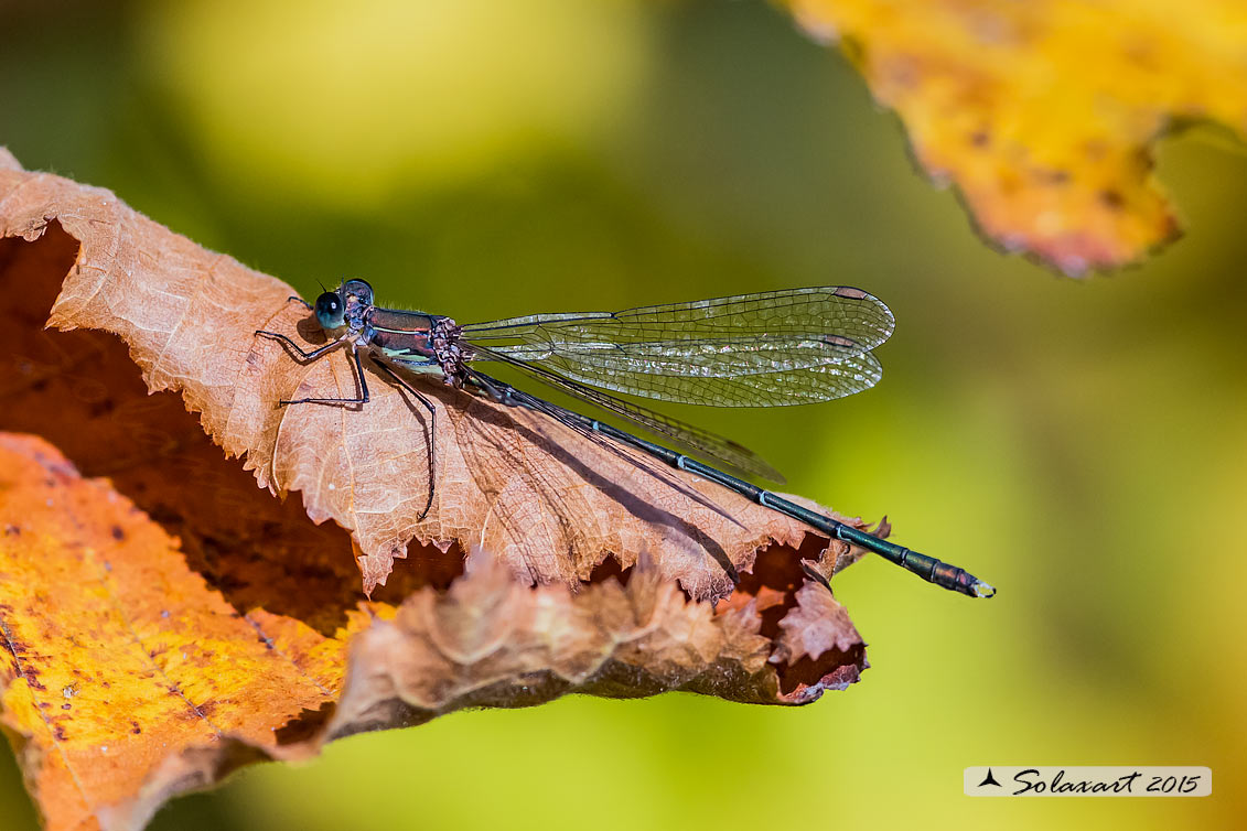 Chalcolestes viridis  (maschio);    Chalcolestes viridis  (male)