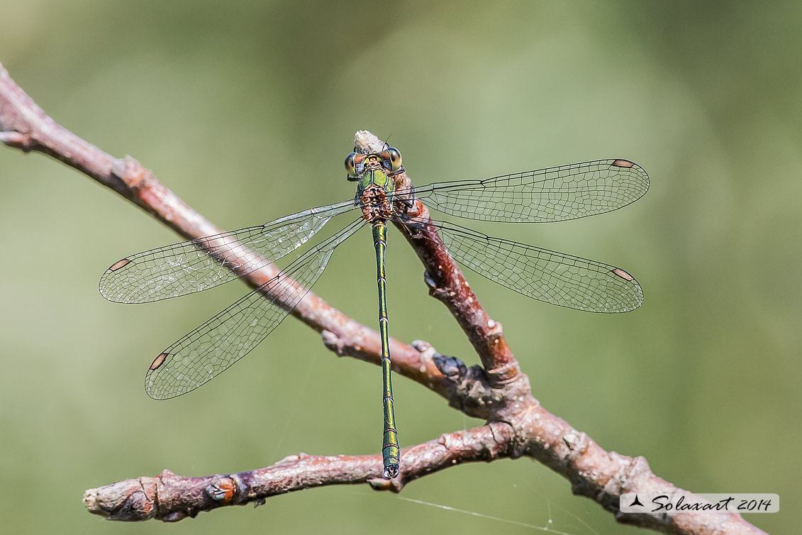 Lestes viridis  (maschio) - Chalcolestes viridis  (male)