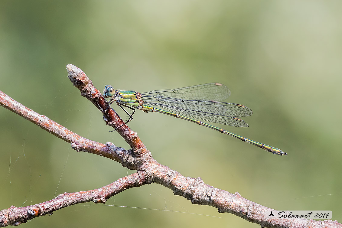 Lestes viridis  (maschio) - Chalcolestes viridis  (male)