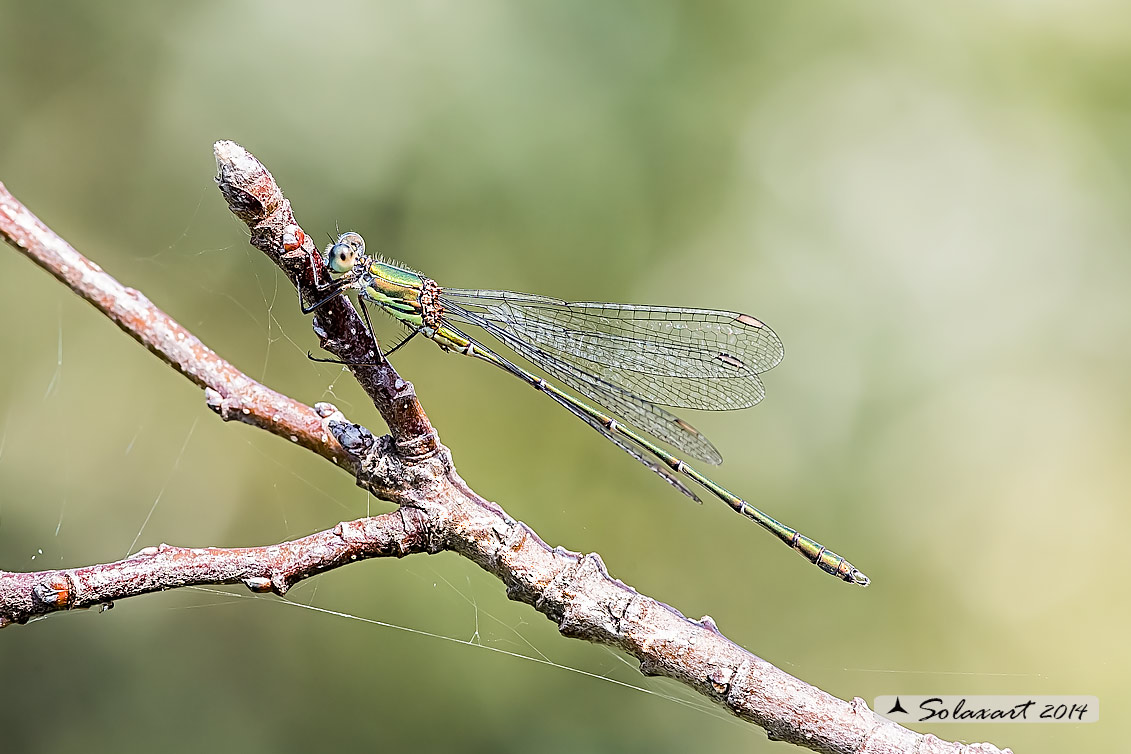 Lestes viridis  (maschio) - Chalcolestes viridis  (male)