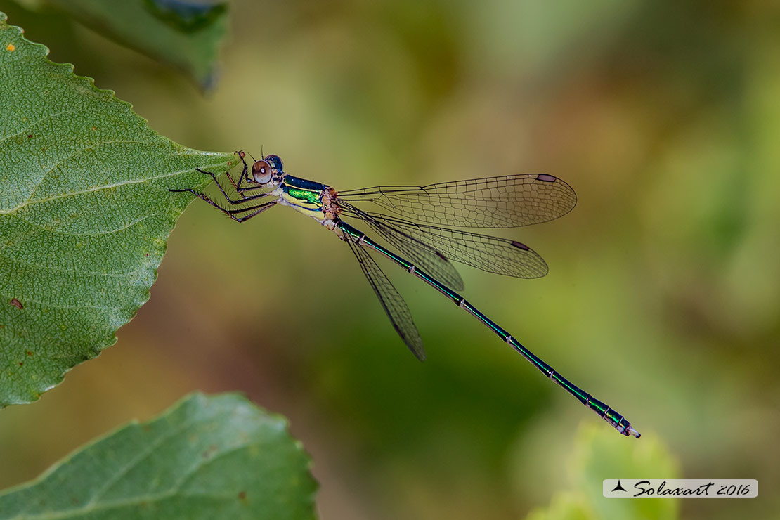 Chalcolestes viridis  (maschio); Willow Emerald Damselfly  (male)