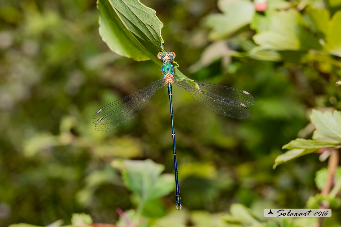 Chalcolestes viridis  (maschio); Willow Emerald Damselfly  (male)