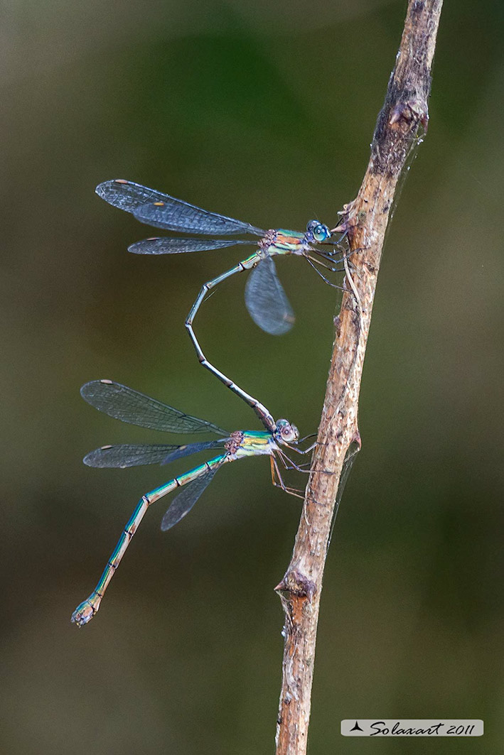 Sottordine : Zygoptera, famiglia: Lestidae, specie: Chalcolestes viridis  -  (in procinto ovodeporre)