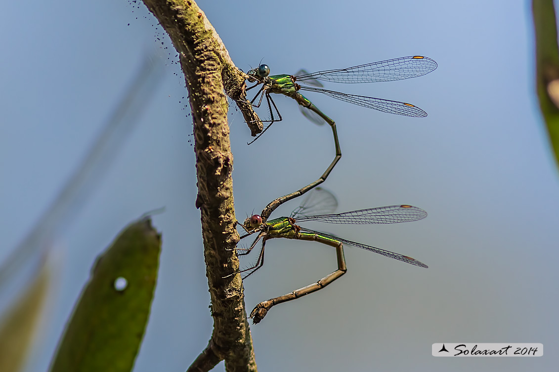 Chalcolestes viridis  (in procinto ovodeporre) - Willow Emerald Damselfly (tandem)