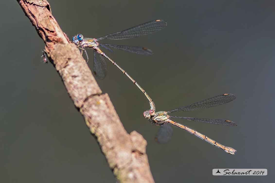 Chalcolestes viridis  (in procinto ovodeporre) - Chalcolestes viridis (tandem)