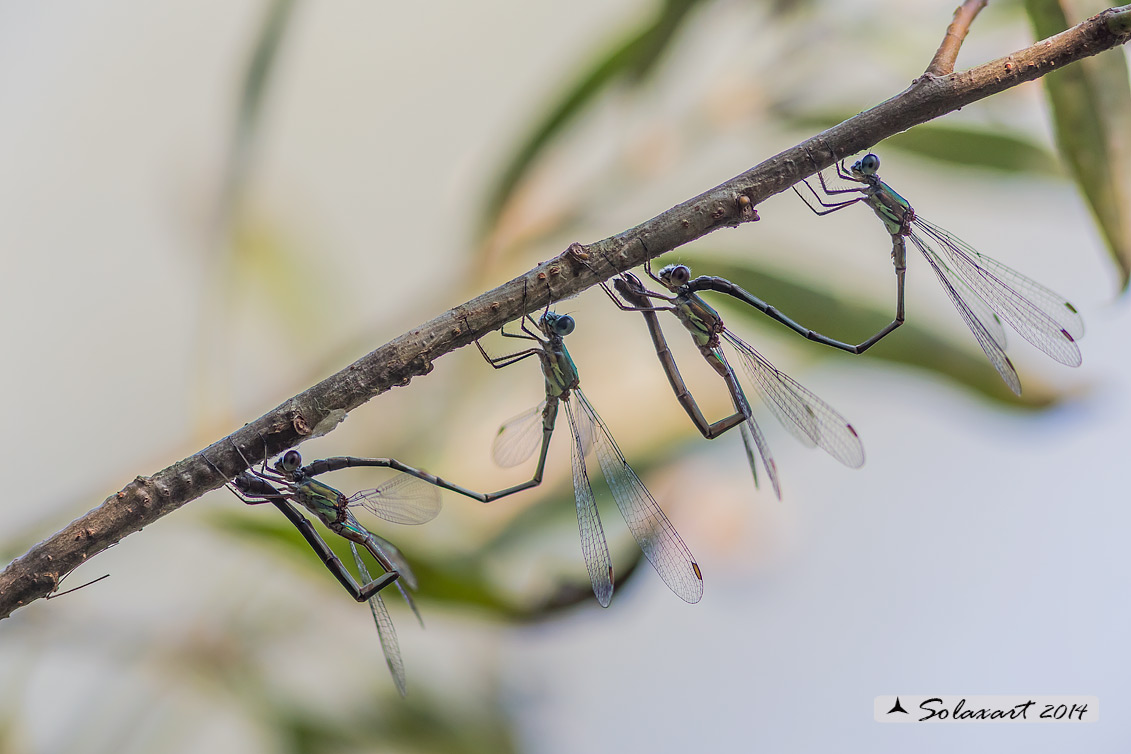 Chalcolestes viridis  (in procinto ovodeporre) - Willow Emerald Damselflys (tandem)