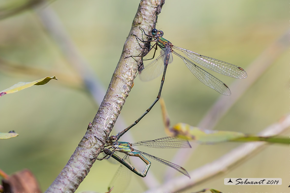 Chalcolestes viridis  (in procinto ovodeporre) - Willow Emerald Damselfly (tandem)