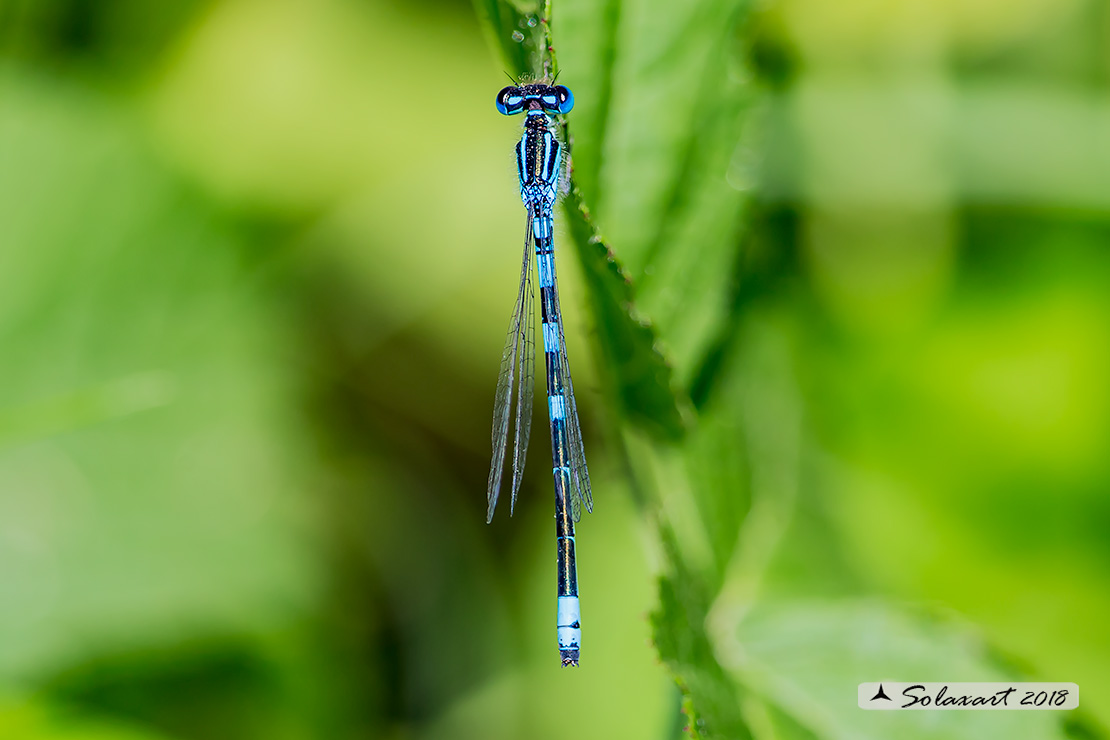 Coenagrion caerulescens :  Azzurrina mediterranea (maschio); Mediterranean Bluet (male)