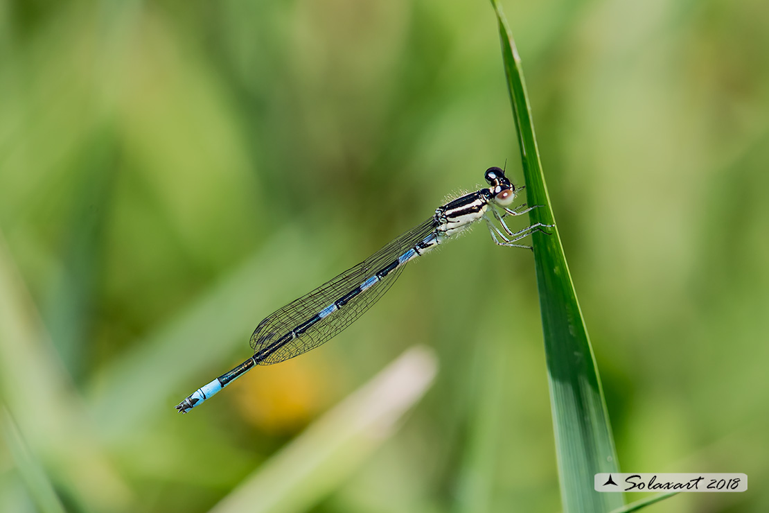 Coenagrion caerulescens: Azzurrina mediterranea (maschio immaturo); Mediterranean Bluet (juvenile male)