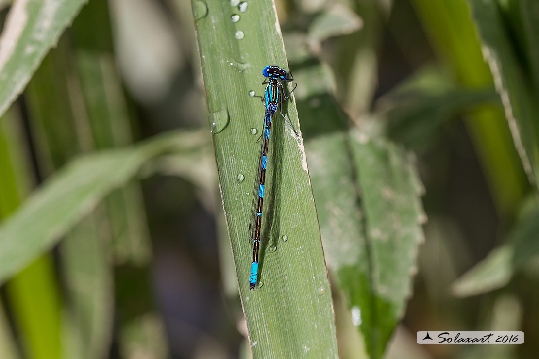 Coenagrion caerulescens: Azzurrina mediterranea (maschio);  Mediterranean Bluet (male)