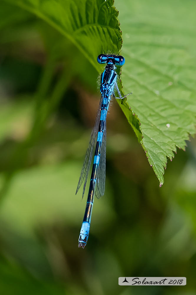 Coenagrion caerulescens :  Azzurrina mediterranea (maschio); Mediterranean Bluet (male)