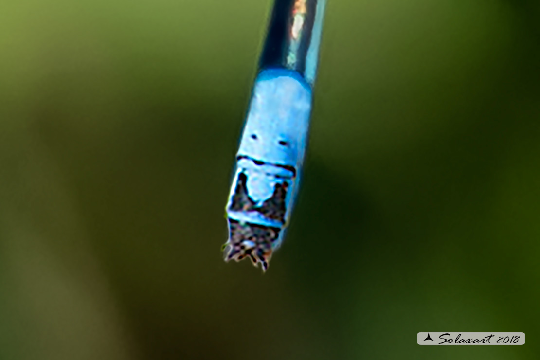 Coenagrion caerulescens :  Azzurrina mediterranea (maschio); Mediterranean Bluet (male)