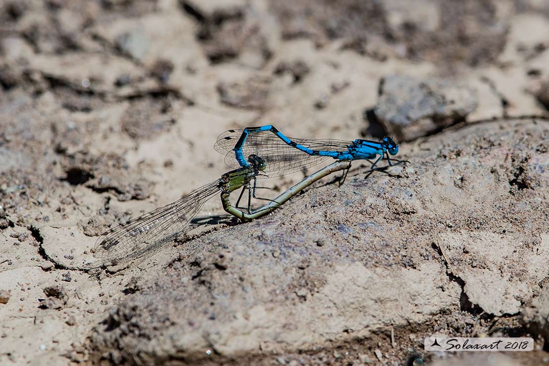 Coenagrion hastulatum: Azzurrina alpina (copula);   Northern damselfly (mating)