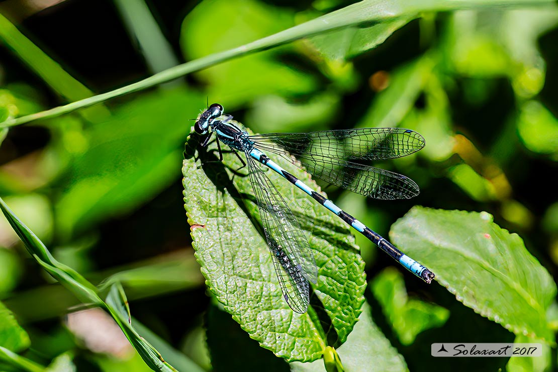 Coenagrion hastulatum: Azzurrina alpina (maschio); Northern damselfly (male)