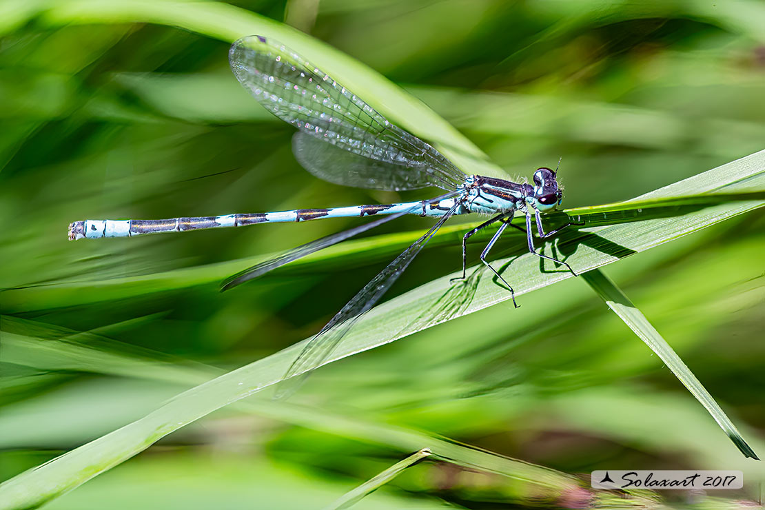 Coenagrion hastulatum: Azzurrina alpina (maschio); Northern damselfly (male)