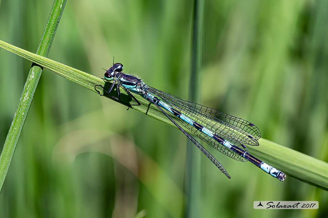 Coenagrion hastulatum: Azzurrina alpina (maschio); Northern damselfly (male)