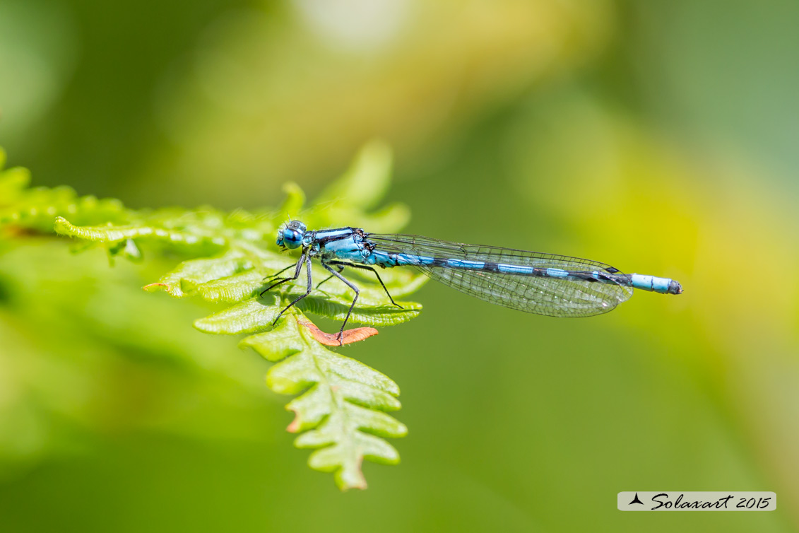 Coenagrion hastulatum: Azzurrina alpina (maschio); Northern damselfly (male)