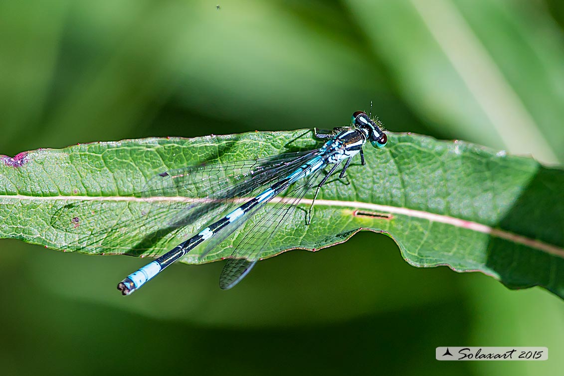 Coenagrion hastulatum: Azzurrina alpina (maschio); Northern damselfly (male)