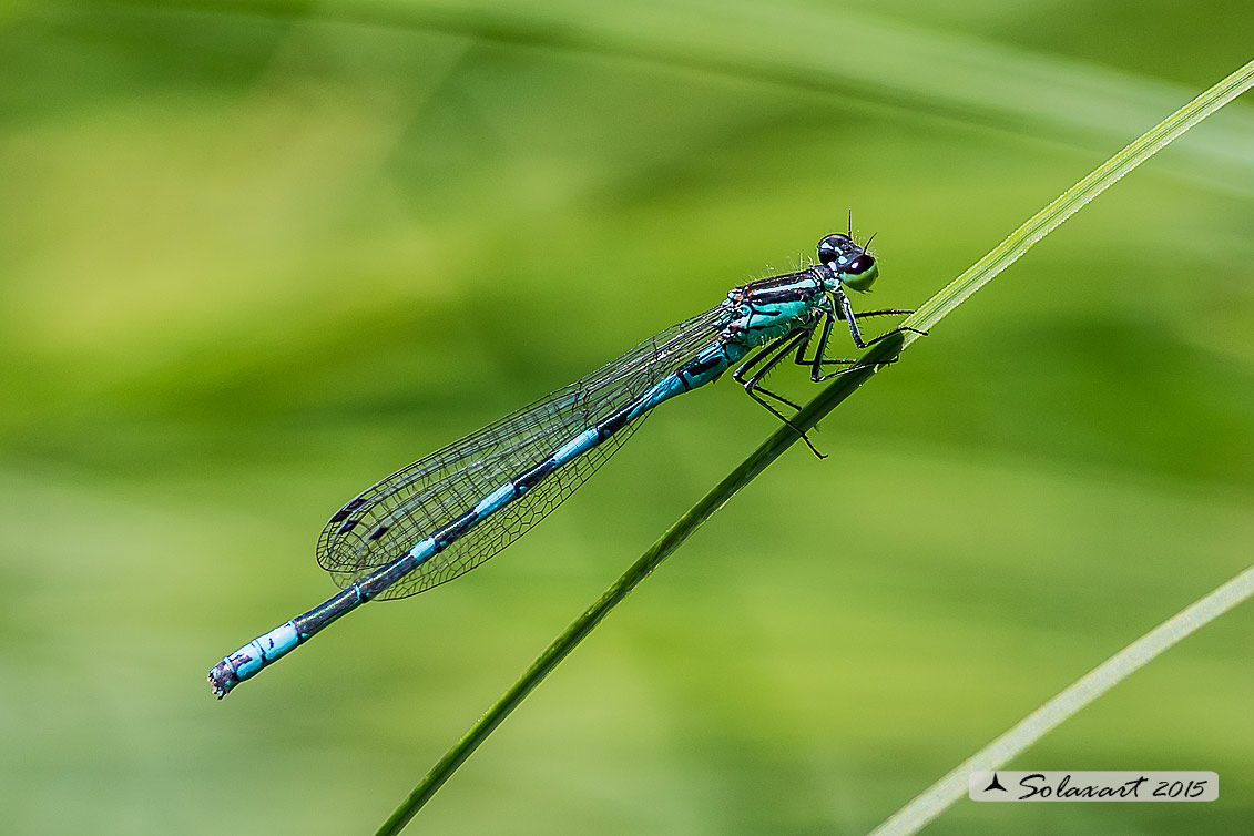 Coenagrion hastulatum: Azzurrina alpina (maschio); Northern damselfly (male)