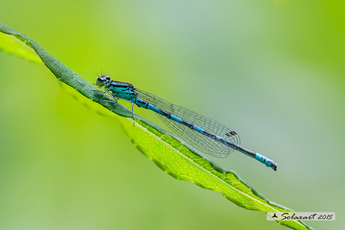 Coenagrion hastulatum: Azzurrina alpina (maschio); Northern damselfly (male)