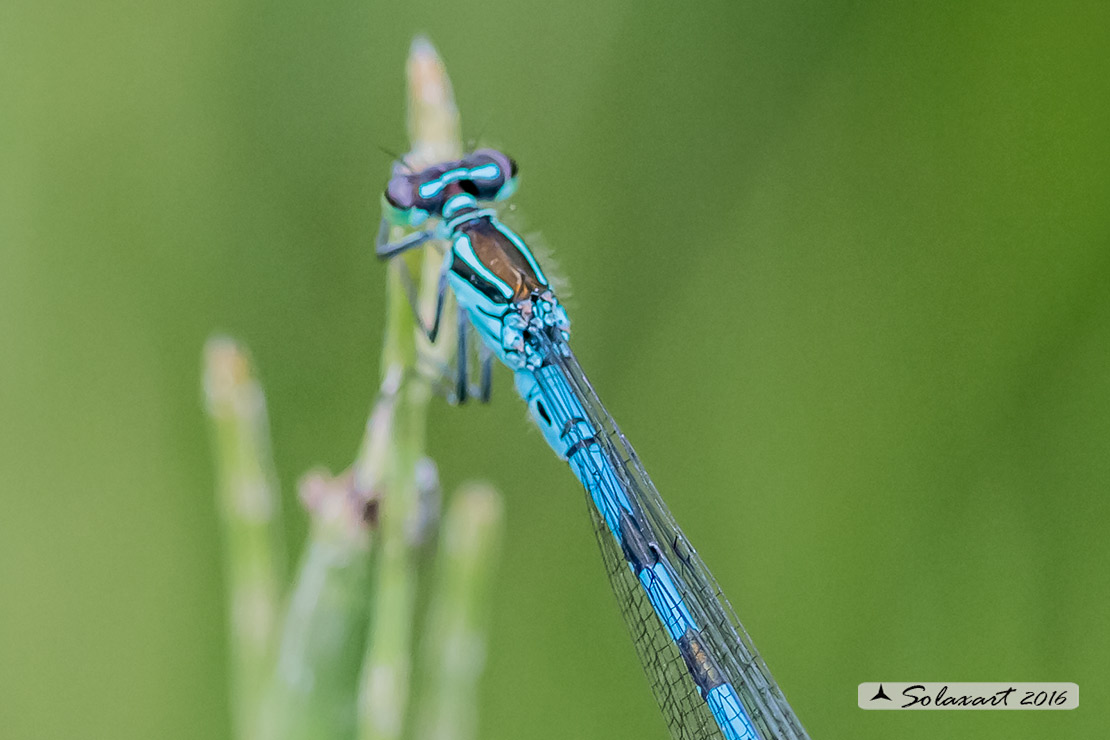 Coenagrion hastulatum: Azzurrina alpina (maschio); Northern damselfly (male)