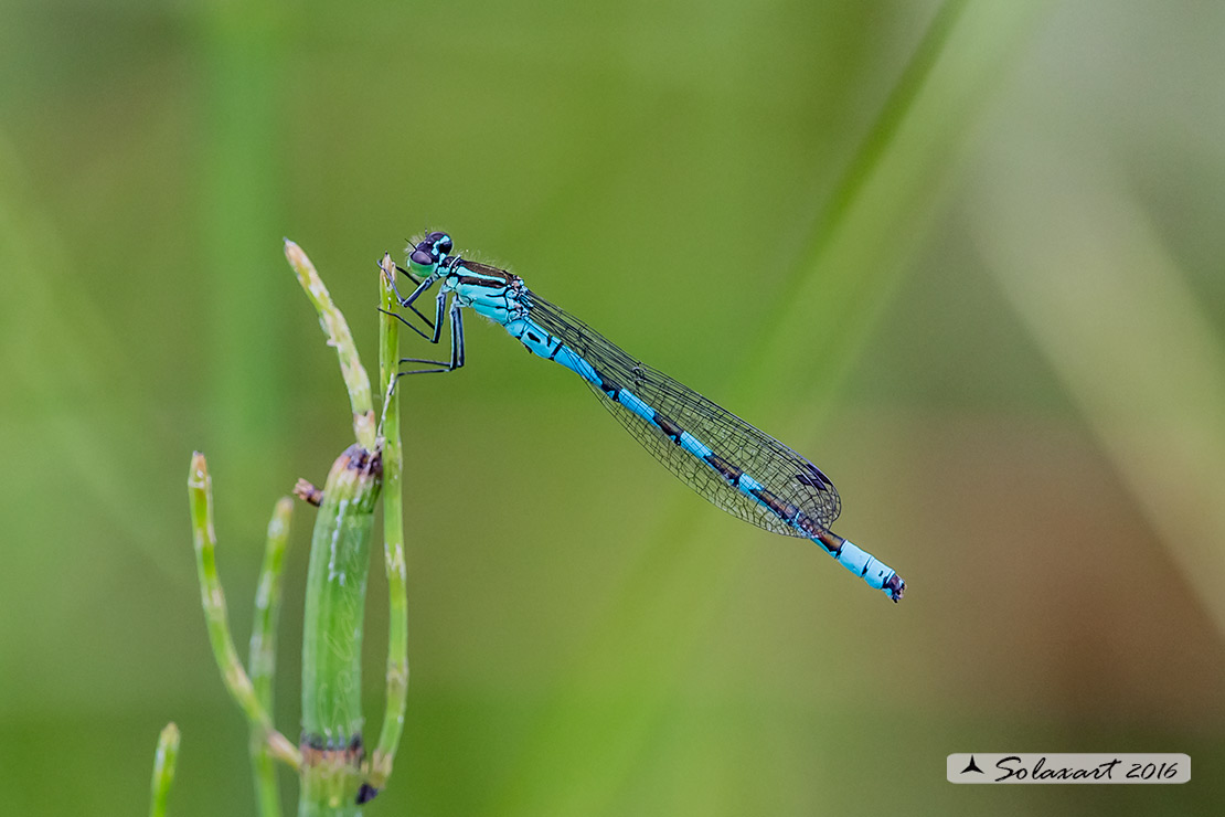 Coenagrion hastulatum: Azzurrina alpina (maschio); Northern damselfly (male)