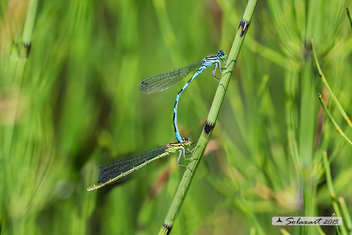 Coenagrion hastulatum: Azzurrina alpina (tandem); Northern damselfly (tandem)