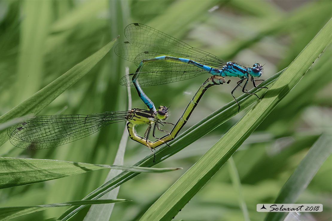 Coenagrion mercuriale; Azzurrina di Mercurio; Southern damselfly