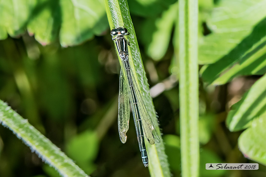 Coenagrion mercuriale; Azzurrina di Mercurio; Southern damselfly