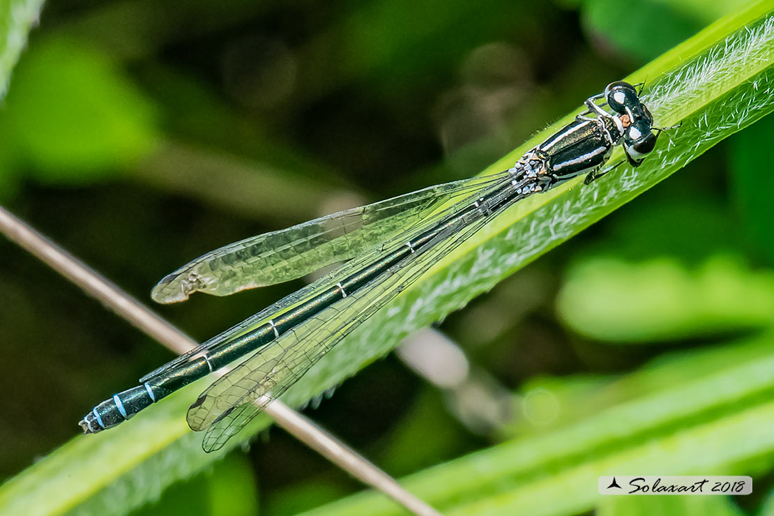 Coenagrion mercuriale; Azzurrina di Mercurio; Southern damselfly