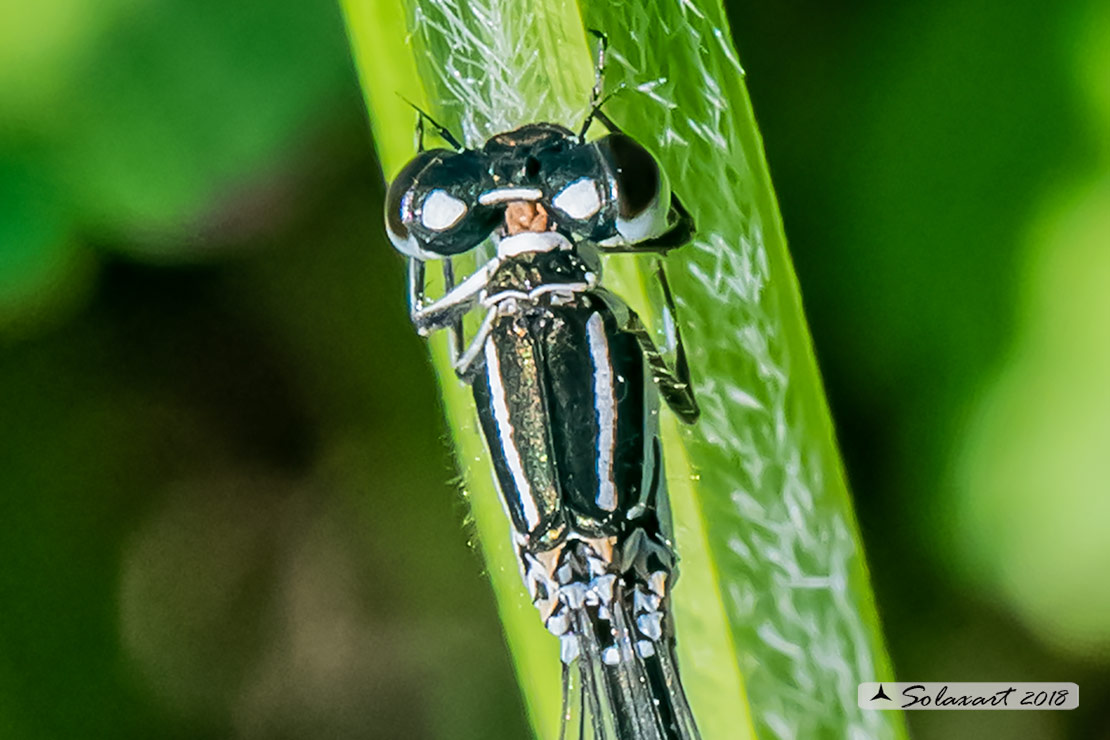 Coenagrion mercuriale; Azzurrina di Mercurio; Southern damselfly