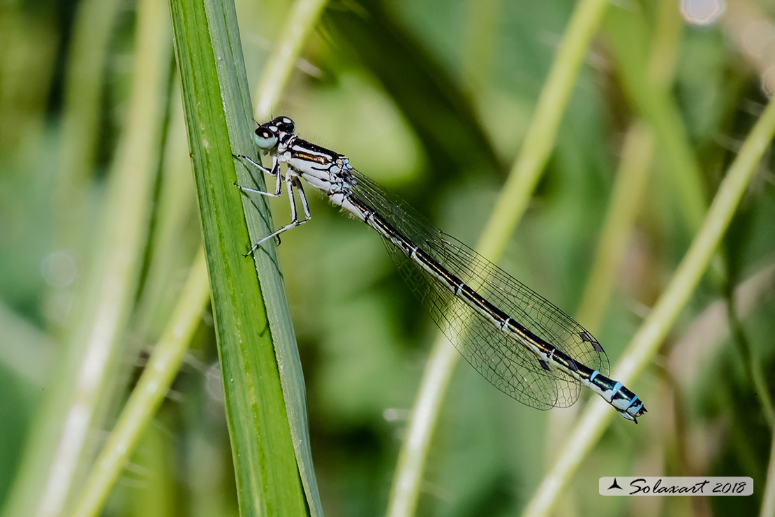 Coenagrion mercuriale; Azzurrina di Mercurio; Southern damselfly