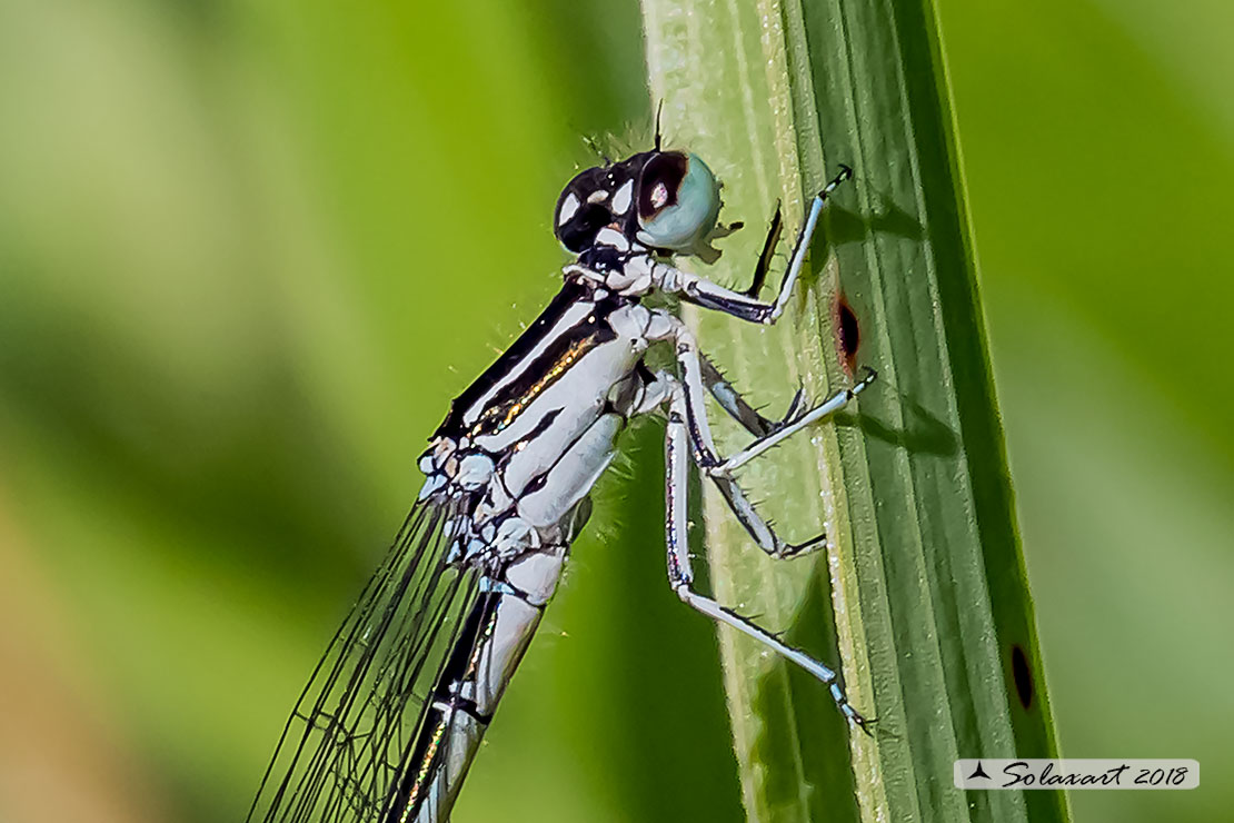 Coenagrion mercuriale; Azzurrina di Mercurio; Southern damselfly