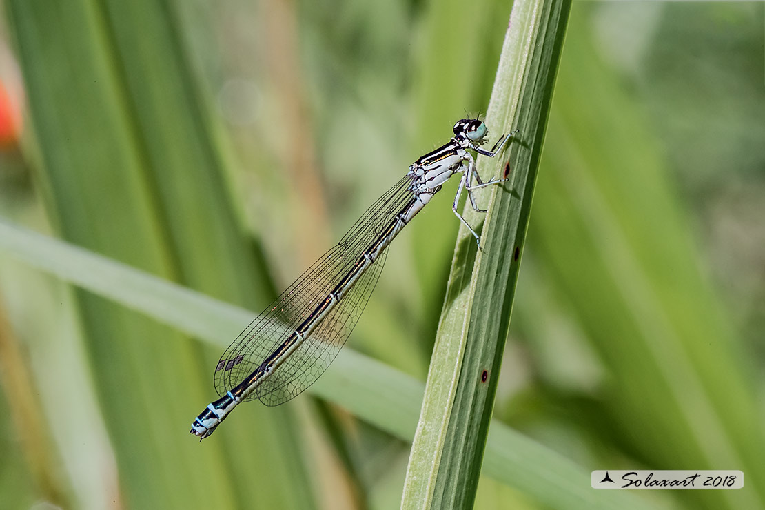 Coenagrion mercuriale; Azzurrina di Mercurio; Southern damselfly