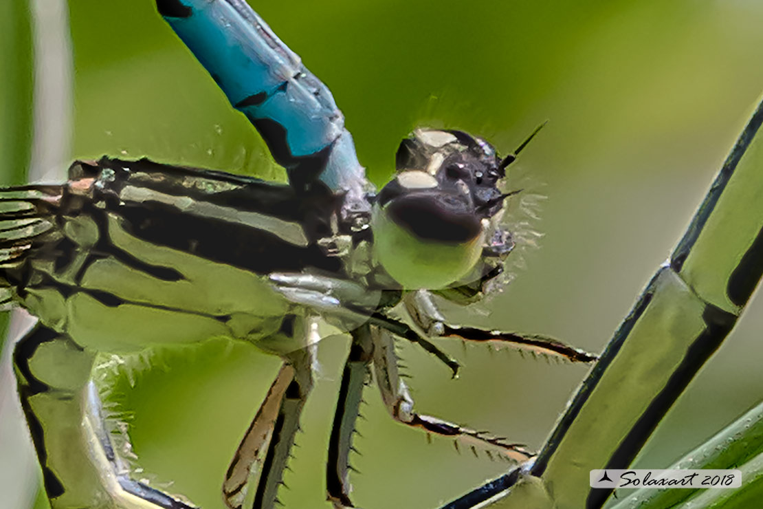 Coenagrion mercuriale; Azzurrina di Mercurio; Southern damselfly