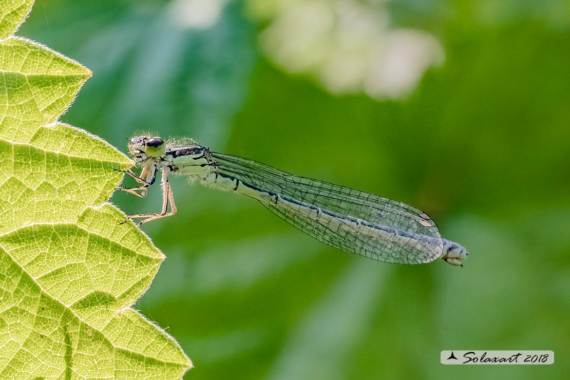 Coenagrion mercuriale; Azzurrina di Mercurio; Southern damselfly