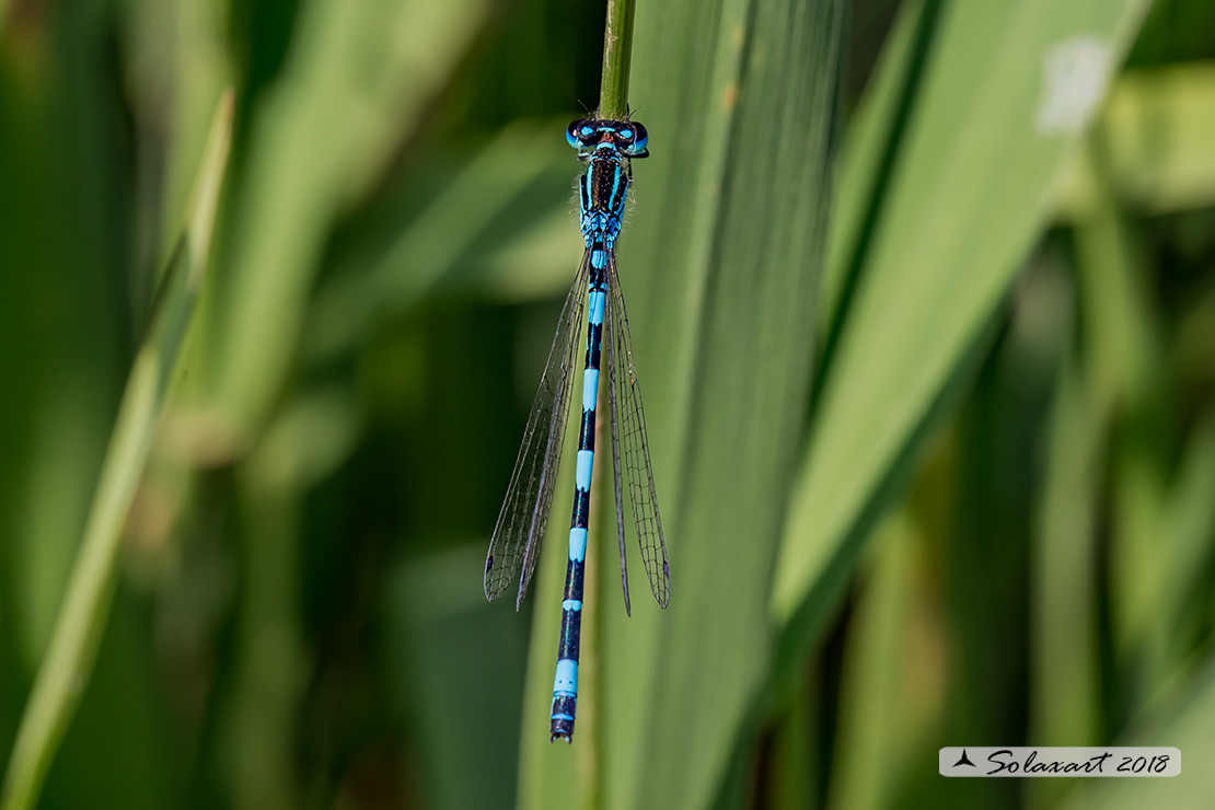 Coenagrion mercuriale; Azzurrina di Mercurio; Southern damselfly