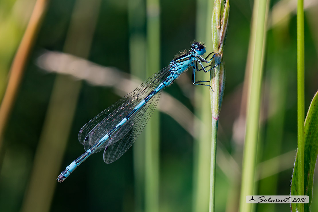 Coenagrion mercuriale; Azzurrina di Mercurio; Southern damselfly