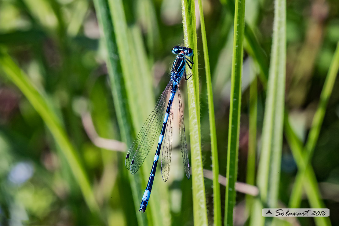 Coenagrion mercuriale; Azzurrina di Mercurio; Southern damselfly